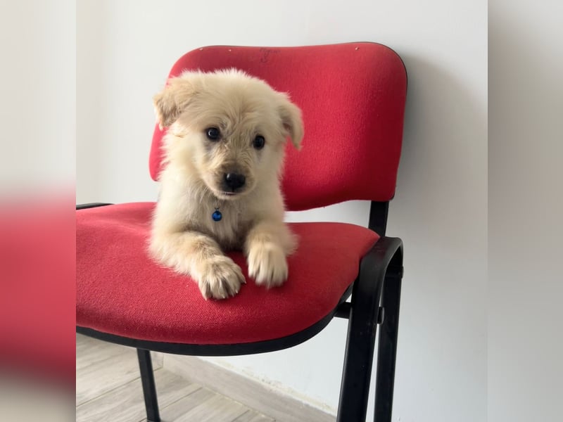 Franz – junger Mischlingswelpe, sozial & verspielt, ca. mittelgroß werdend