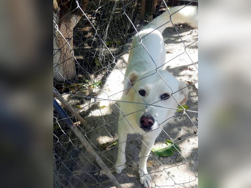 Molly wünscht sich ein Körbchen!