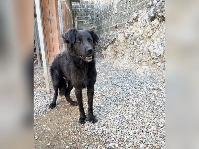 Grimm – Der junge, sanfte Mischlingsrüde sucht sein Zuhause