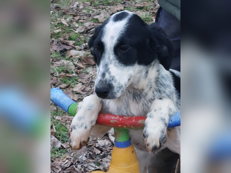 Conny wartet auf ihre Menschen!