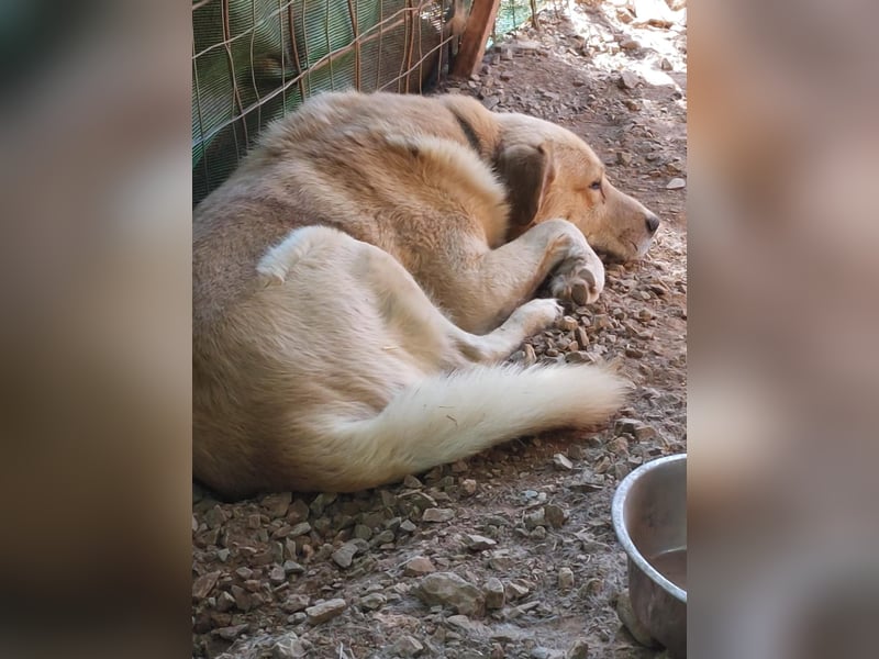 Gentleman Sunny wünscht sich ein Zuhause!