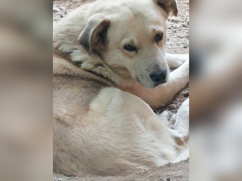 Gentleman Sunny wünscht sich ein Zuhause!