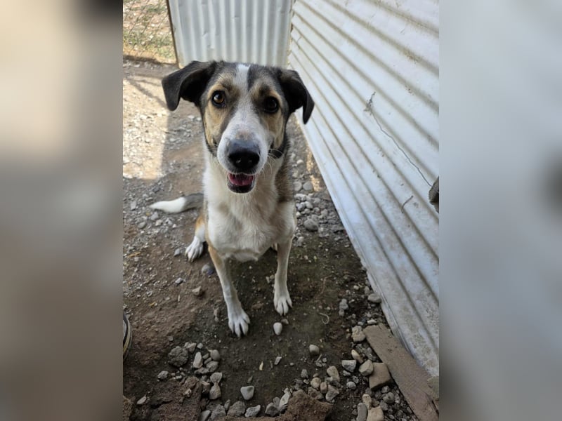 Emma wartet auf ihre Menschen!