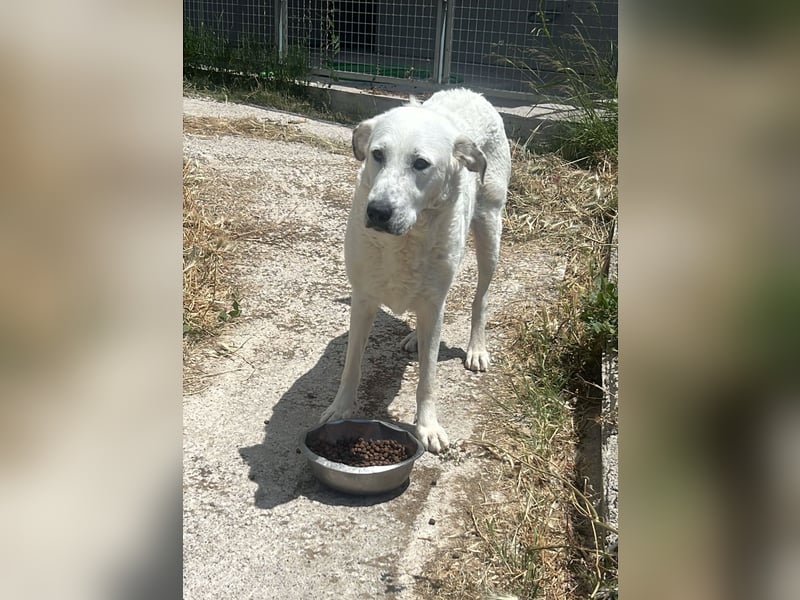 Bonnie - Ein Herz auf vier Pfoten, eine Traumhündin für jung und alt