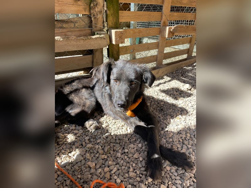 Grimm – Der junge, sanfte Mischlingsrüde sucht sein Zuhause