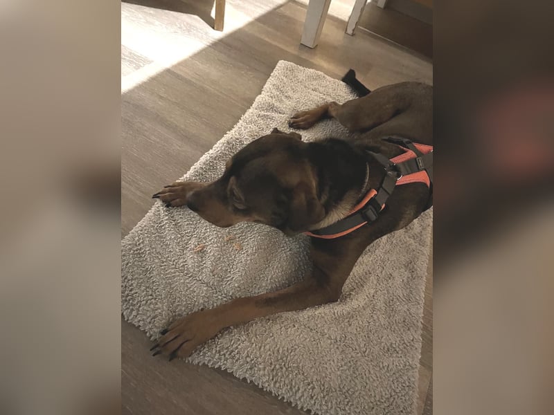 Junghund Charly sucht endlich die richtigen Menschen für den Neuanfang (auf PS in Alsfeld)