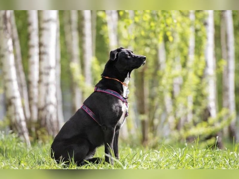 Ruhige Nora sucht ihre Menschen