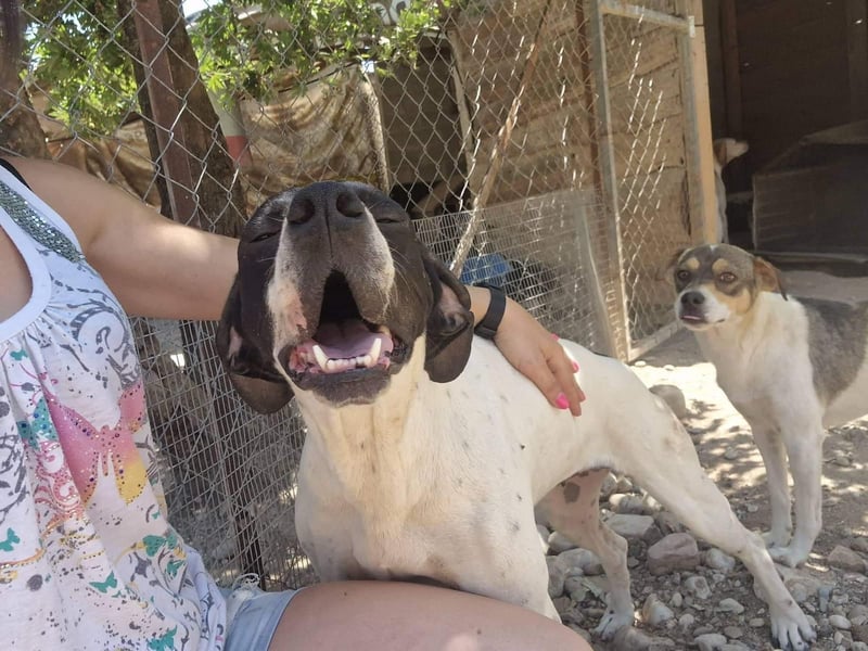 Feu - sensibel und temperamentvoll!