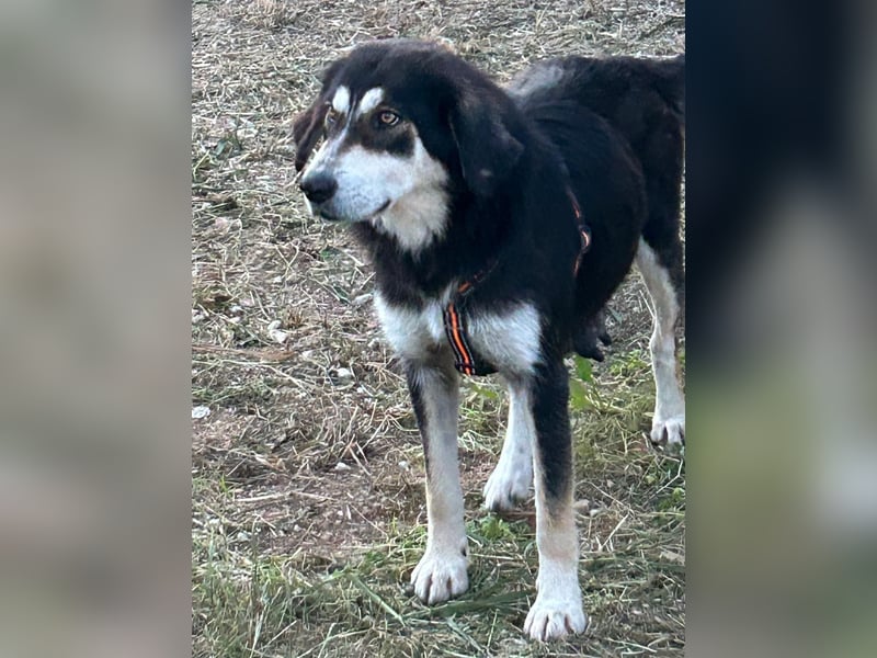 SOPHIA – die sanfte Hündin mit großem Herz sucht ihre Lieblingsmenschen