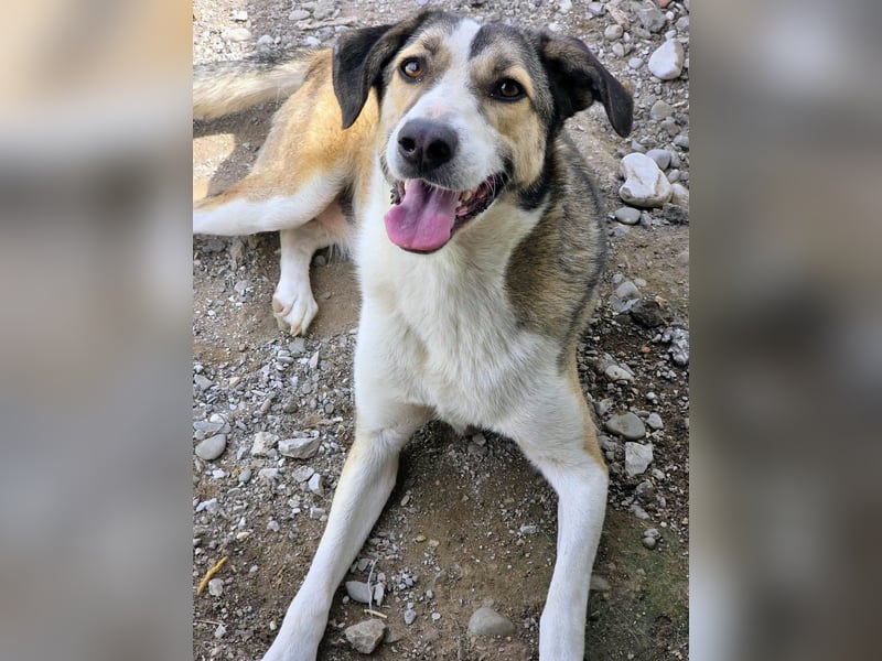 Emma wartet auf ihre Menschen!