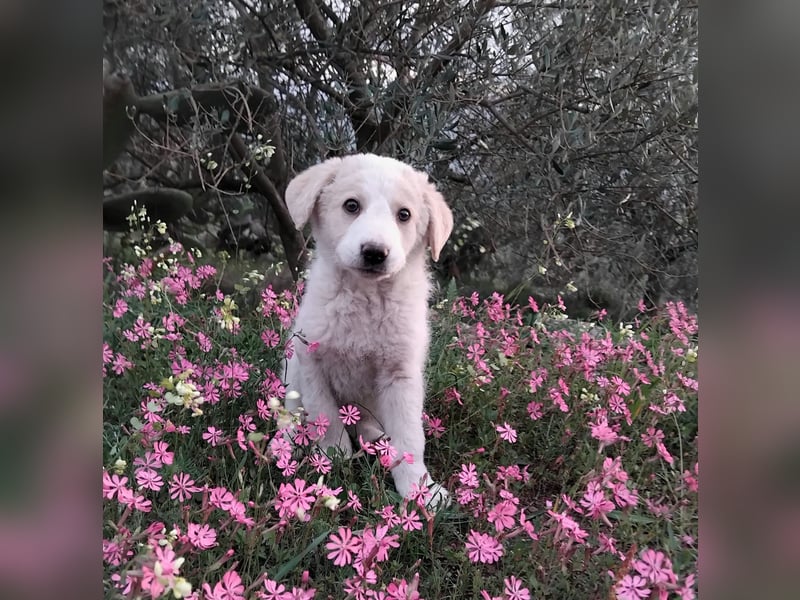 Ugo – kleiner Sonnenschein auf der Suche nach seiner Familie