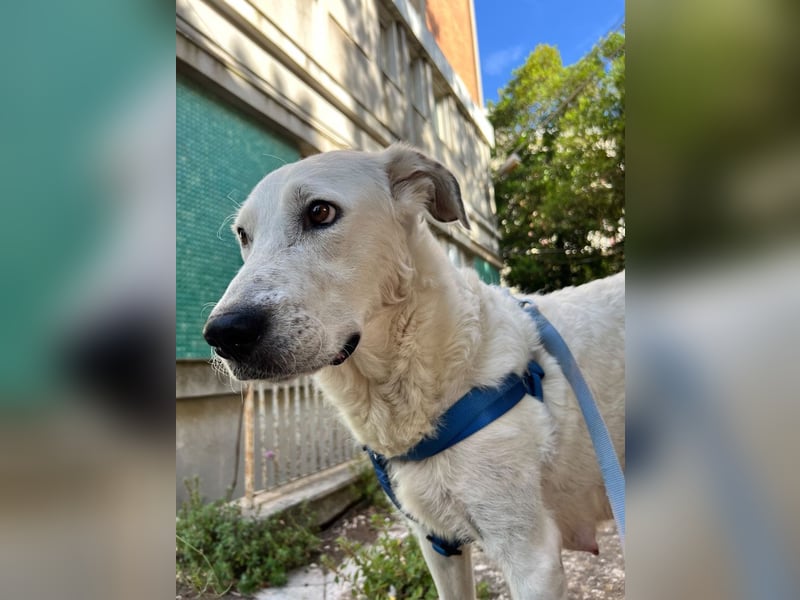 Bonnie - Ein Herz auf vier Pfoten, eine Traumhündin für jung und alt