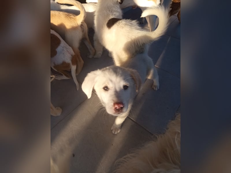 Aponi sucht ihr Für-immer-Zuhause