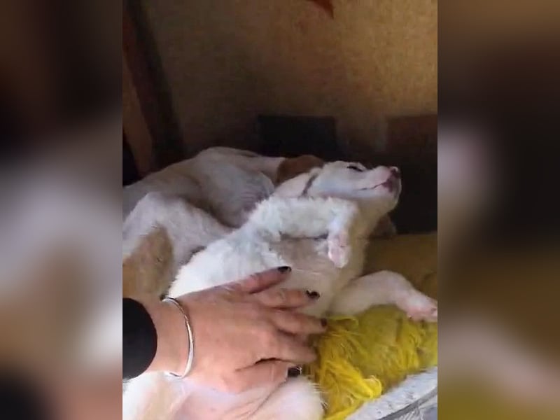 Aponi sucht ihr Für-immer-Zuhause