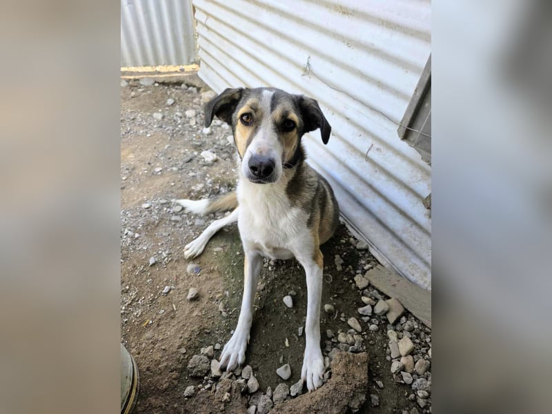 Emma wartet auf ihre Menschen!