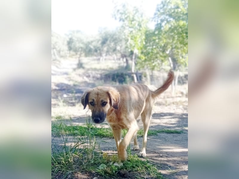 Luna – gib ihr Zeit und sie schenkt dir ihr Herz