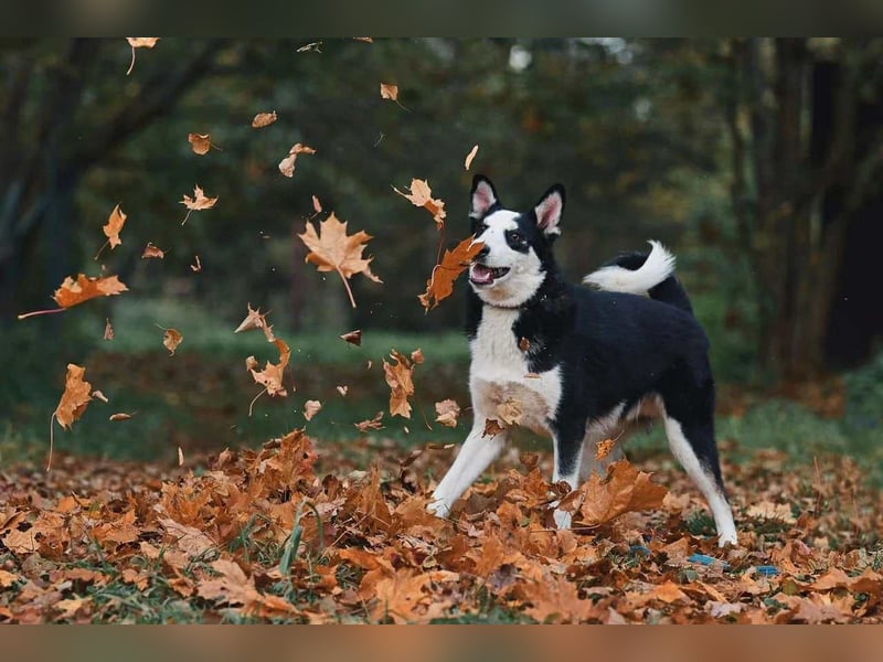 Lebensfroher Chico sucht seine Menschen