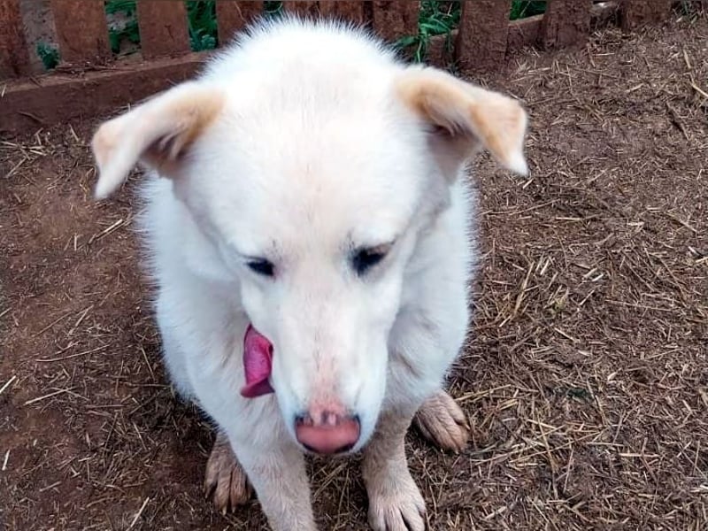 Molly wünscht sich ein Körbchen!