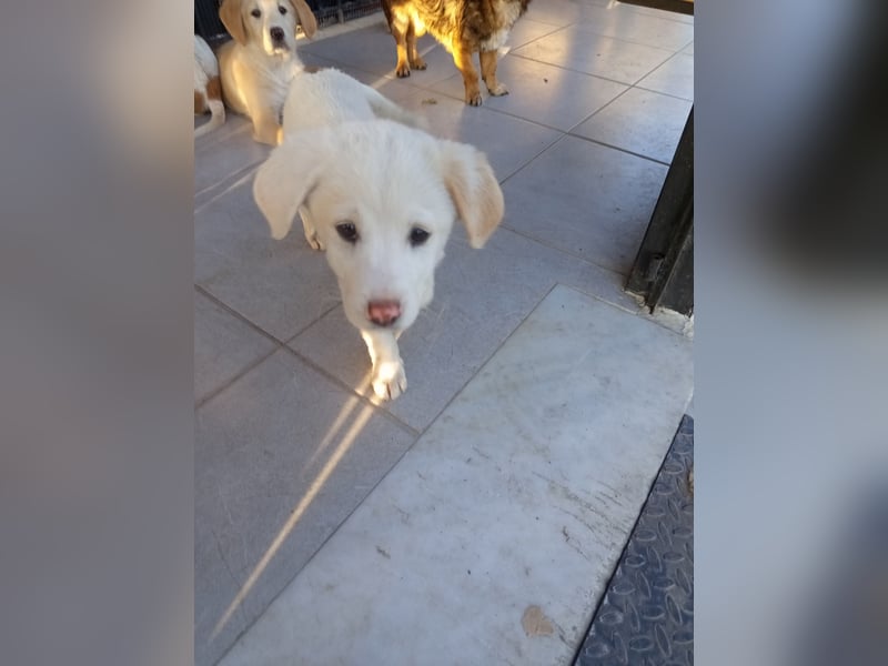 Aponi sucht ihr Für-immer-Zuhause