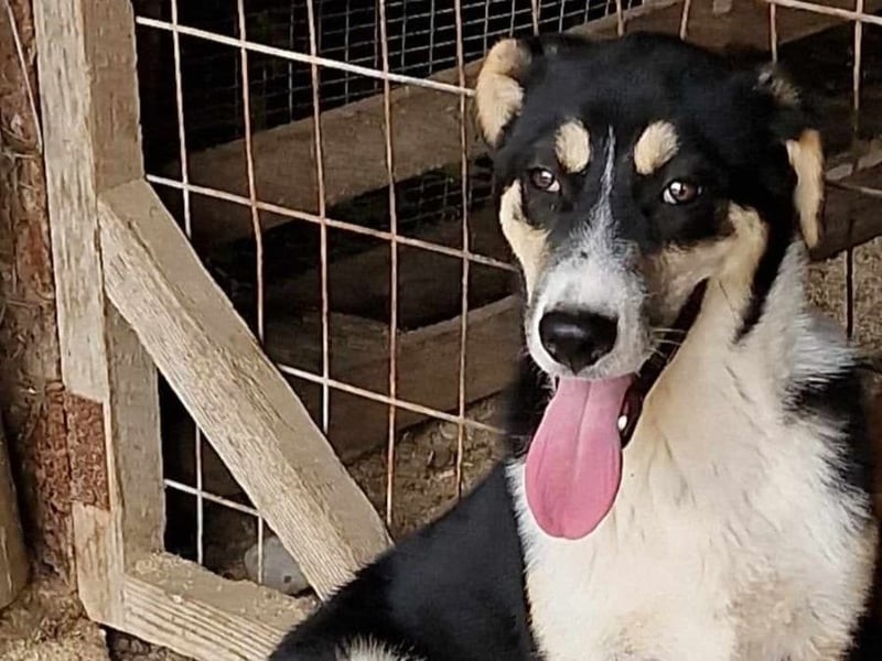 Jackson sucht ein aktives Zuhause!