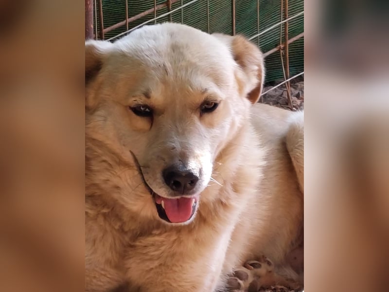 Gentleman Sunny wünscht sich ein Zuhause!