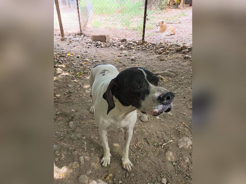 Feu - sensibel und temperamentvoll!