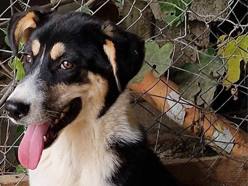 Jackson sucht ein aktives Zuhause!