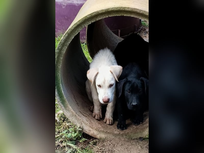 Asher – Ein sensibler Schatz, der mit Geduld aufblüht