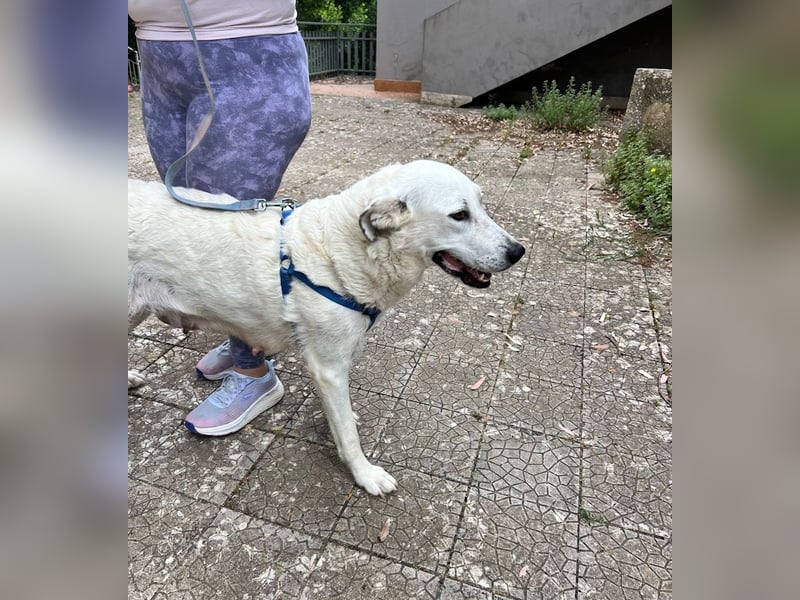 Bonnie - Ein Herz auf vier Pfoten, eine Traumhündin für jung und alt