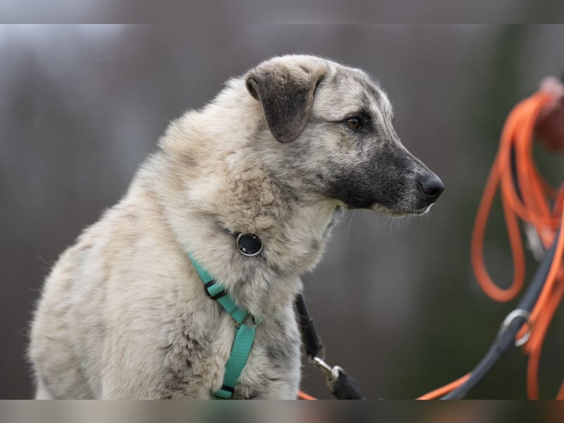 Suro – Sozialer Mischlingswelpe sucht sein Für-immer-Zuhause, derzeit auf PS in 99427 Weimar