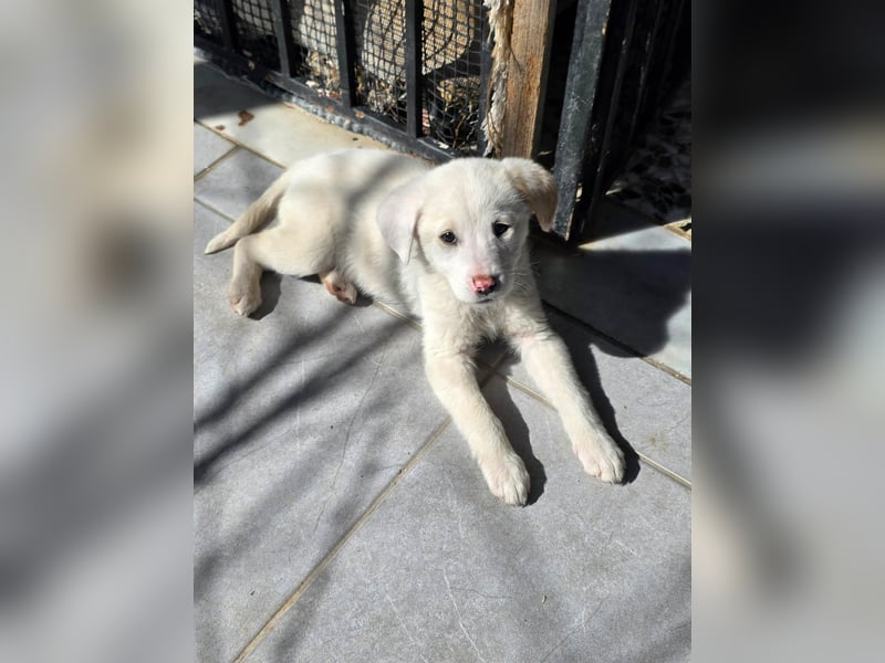 Aponi sucht ihr Für-immer-Zuhause