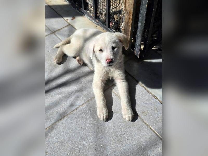 Aponi sucht ihr Für-immer-Zuhause