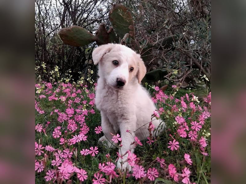 Ugo – kleiner Sonnenschein auf der Suche nach seiner Familie