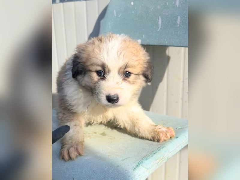 Igor – verspielter Welpenjunge sucht sein Für-immer-Zuhause