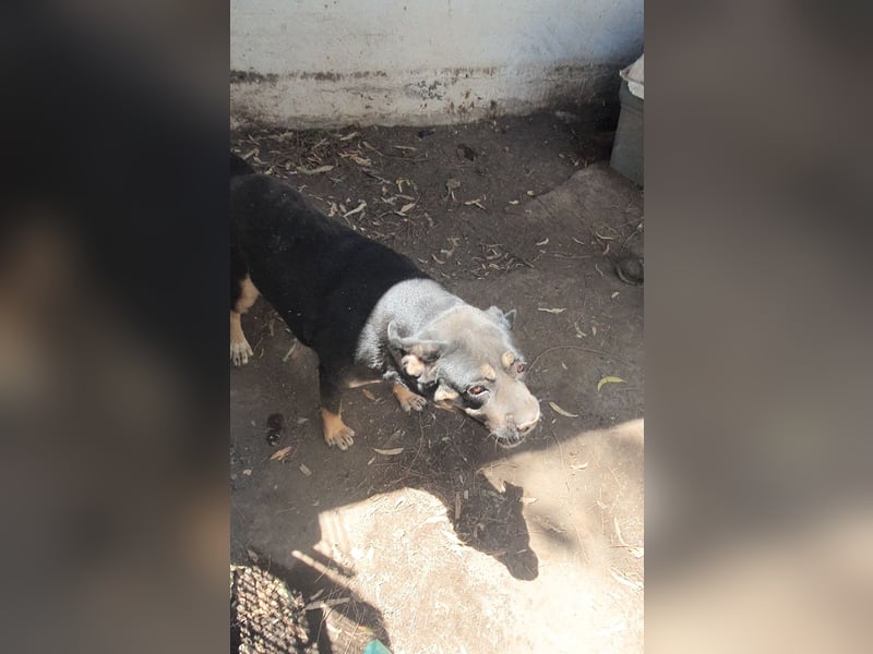 TRUDY – Eine Seele voller Liebe hinter kalten Gittern