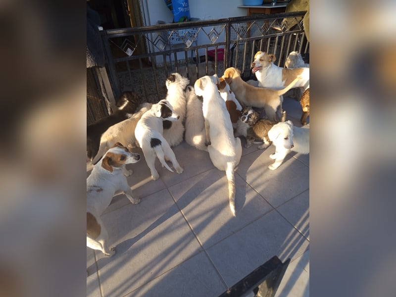 Aponi sucht ihr Für-immer-Zuhause