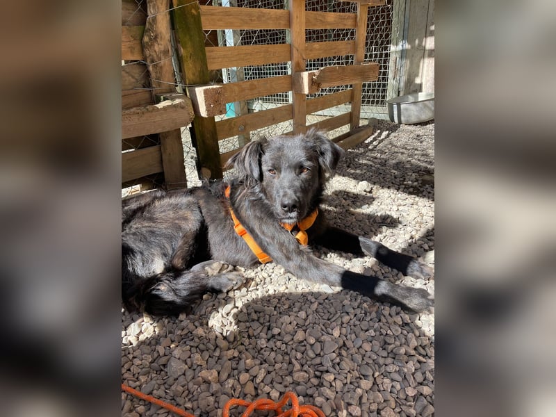 Grimm – Der junge, sanfte Mischlingsrüde sucht sein Zuhause