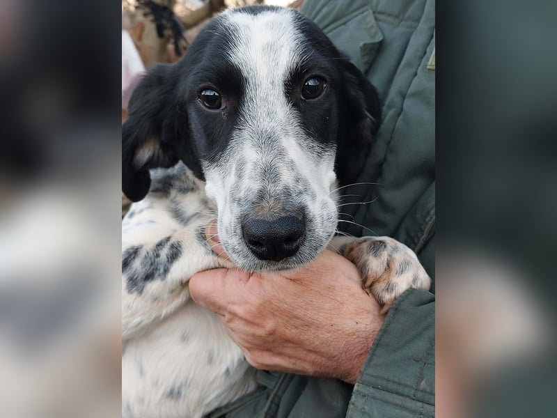 Conny wartet auf ihre Menschen!