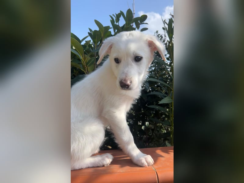 Otis – ein kleiner Sonnenschein auf der Suche nach einem Zuhause