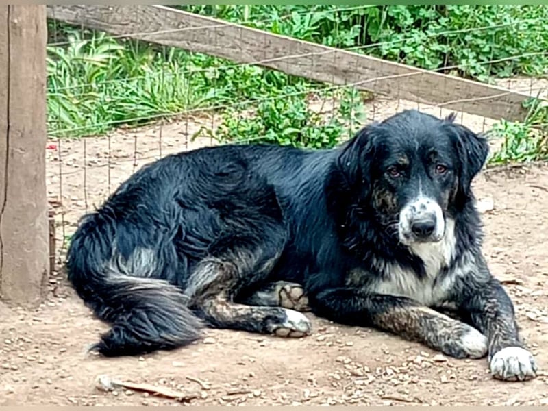 Black, der sanfte Herzenshund sucht Menschen, die ihm Zeit zum Vertrauen geben
