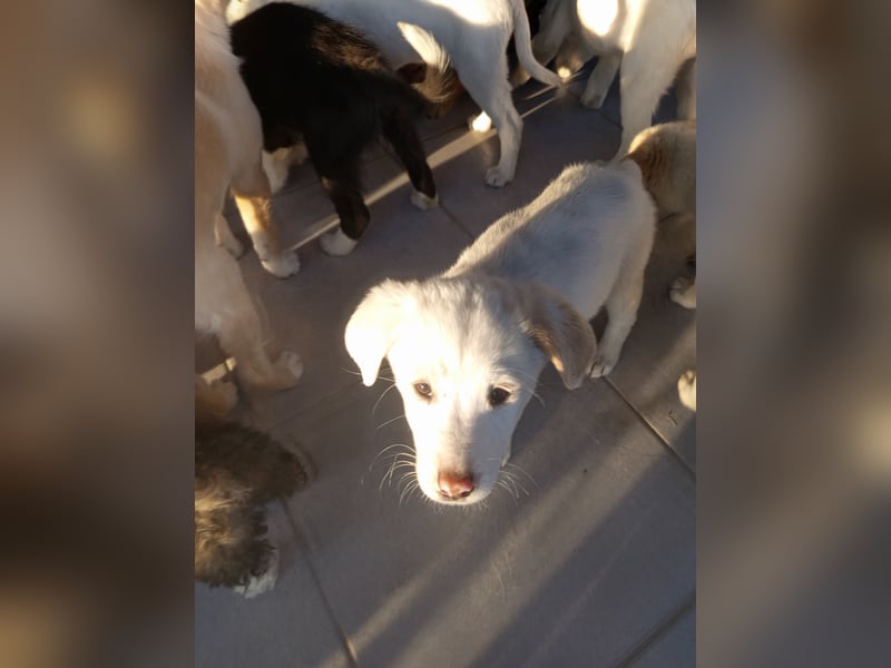 Aponi sucht ihr Für-immer-Zuhause