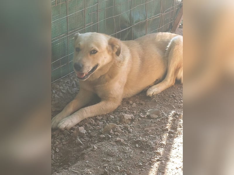 Gentleman Sunny wünscht sich ein Zuhause!