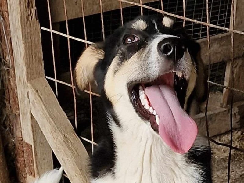 Jackson sucht ein aktives Zuhause!