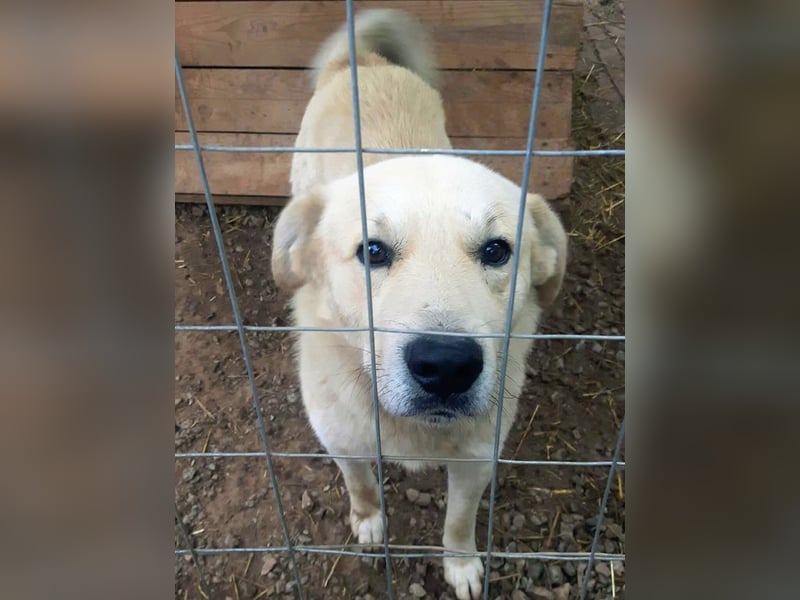 Gentleman Sunny wünscht sich ein Zuhause!