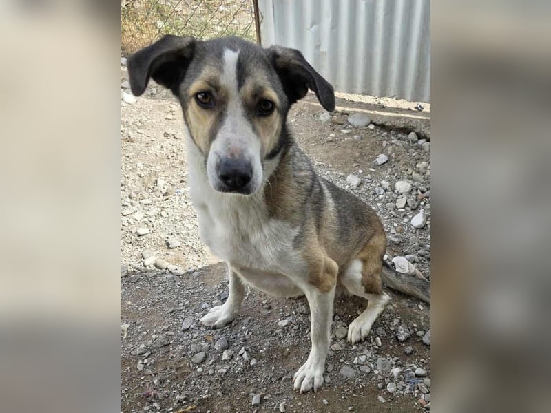 Emma wartet auf ihre Menschen!