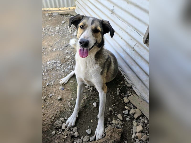 Emma wartet auf ihre Menschen!