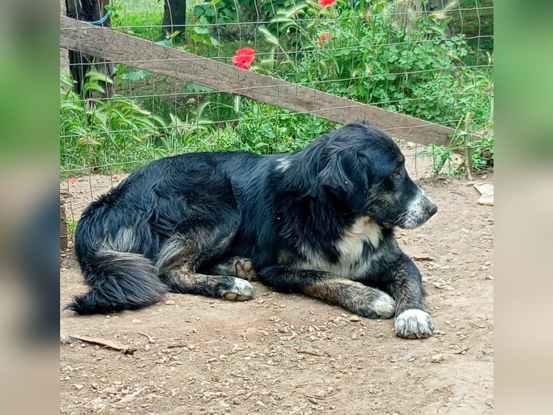 Black, der sanfte Herzenshund sucht Menschen, die ihm Zeit zum Vertrauen geben