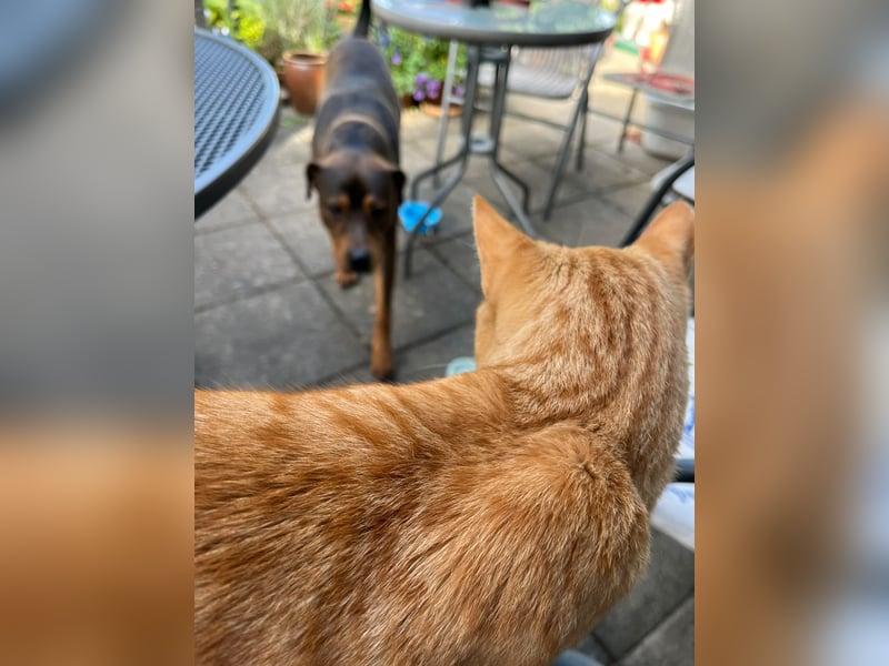 Junghund Charly sucht endlich die richtigen Menschen für den Neuanfang (auf PS in Alsfeld)