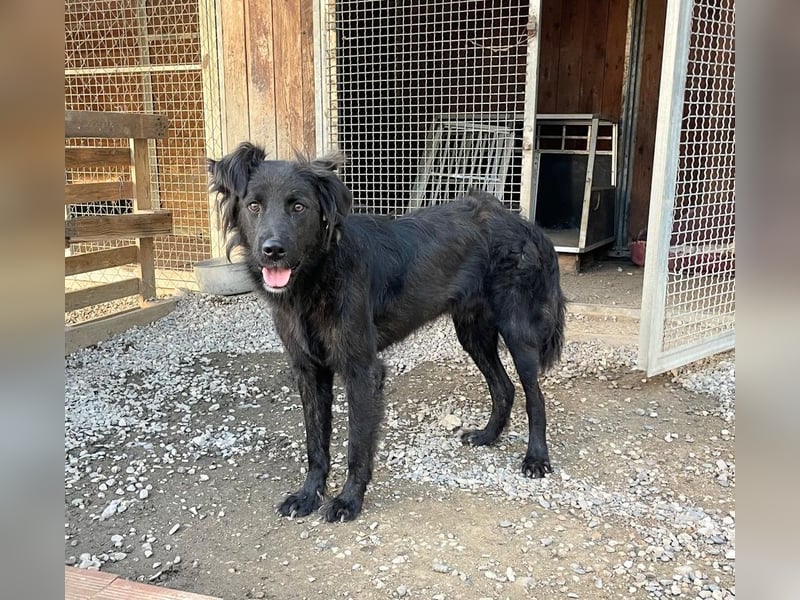 Grimm – Der junge, sanfte Mischlingsrüde sucht sein Zuhause