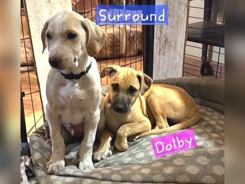 Dolby – der fröhliche Mischlingswelpe sucht ein liebevolles Zuhause